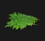 Curry Leaves (Kadi Patta)