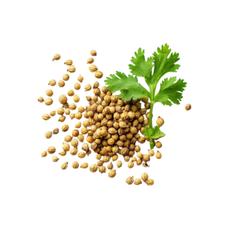 Coriander Seeds