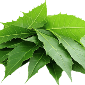 Neem Leaves