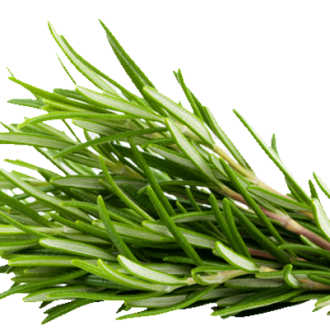 Rosemary Leaves