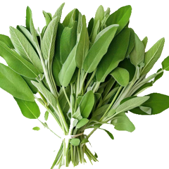 Sage Leaves