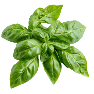 Sweet Basil Leaves