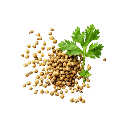 Coriander Seeds — ingredient or product reference image; retail packaging may vary
