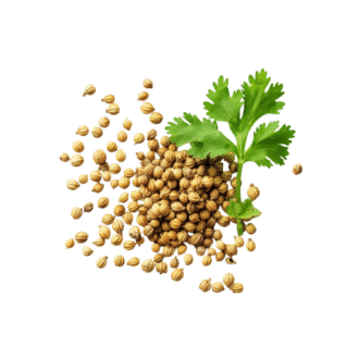 Whole Coriander - 250 g — ingredient or product reference image; retail packaging may vary