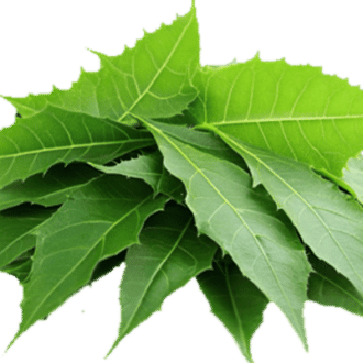 Neem Leaves — ingredient or product reference image; retail packaging may vary