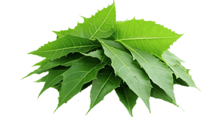 Neem Leaves — ingredient or product reference image; retail packaging may vary