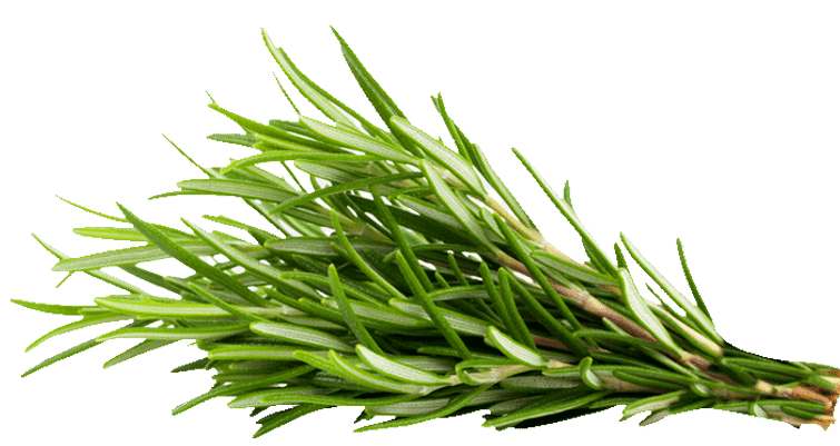 Rosemary Leaves — ingredient or product reference image; retail packaging may vary