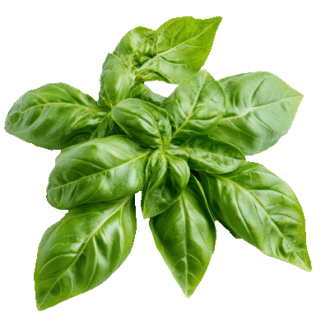 Sweet Basil Leaves — ingredient or product reference image; retail packaging may vary