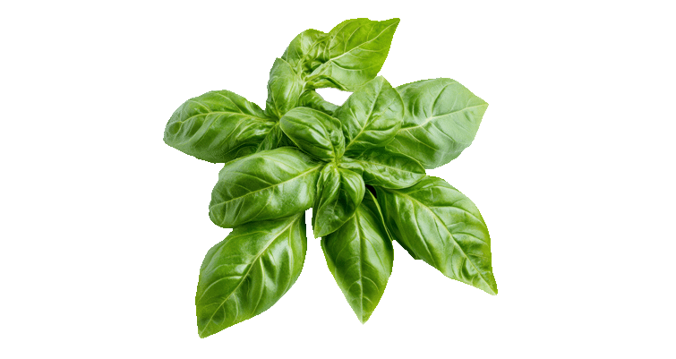 Sweet Basil Leaves — ingredient or product reference image; retail packaging may vary